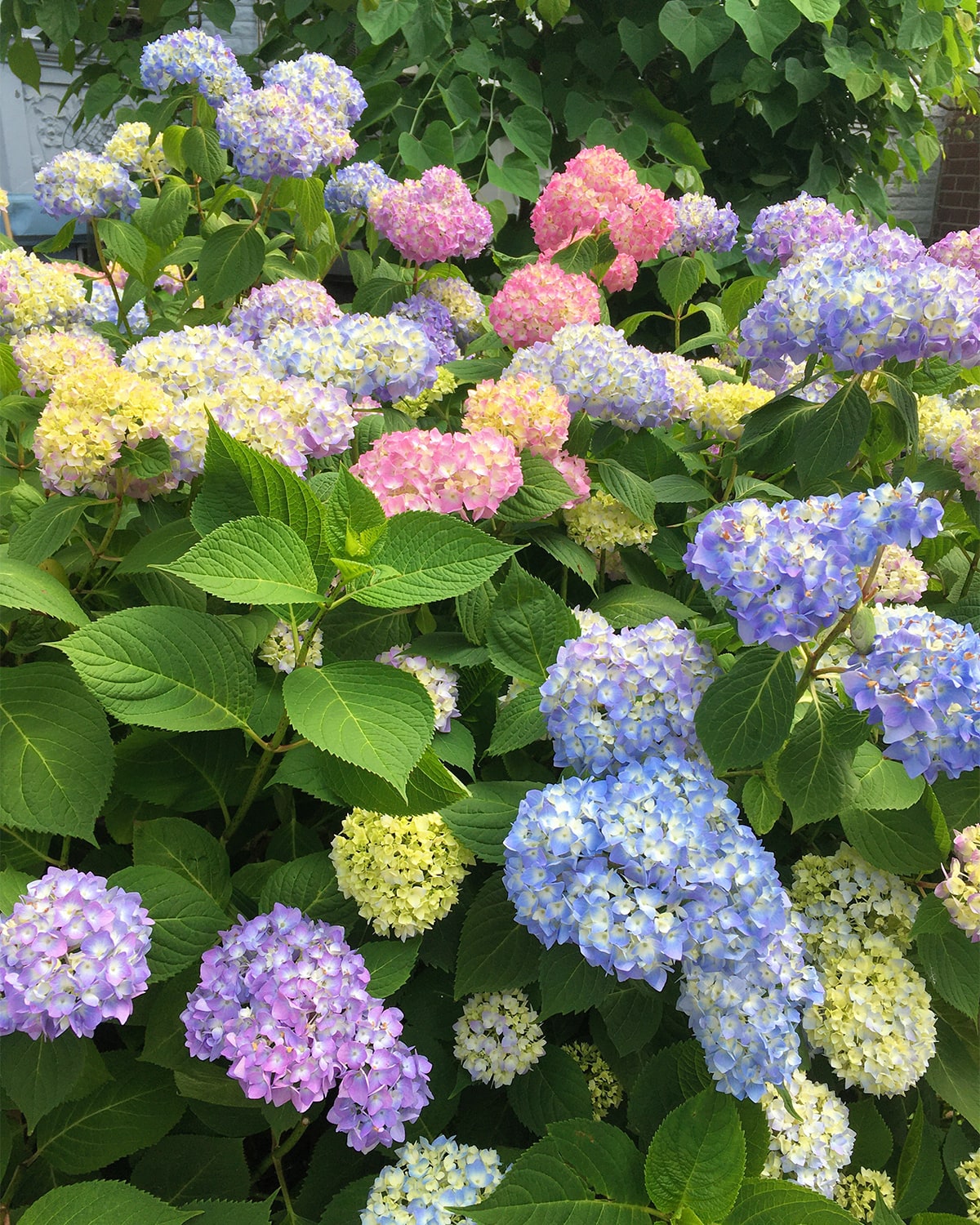A photo of a bush of hydrangeas, or ajisai. Taken outside, over the fence of a nearby home. The ajisai are super colorful, in white/yellow, pink, light blue and violet.