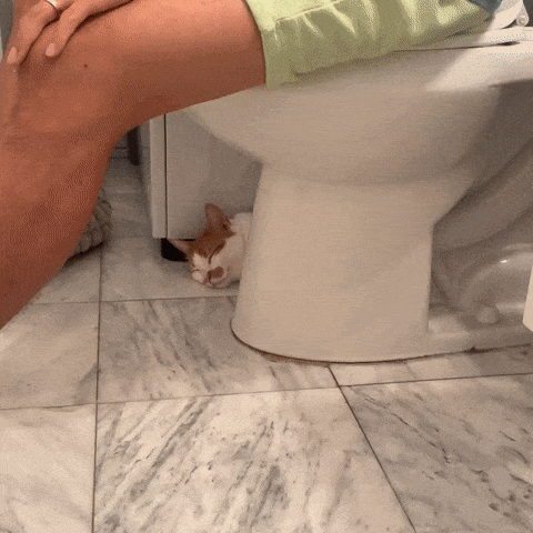 A gif of Soleil, our cat, in our bathroom. He has white fur with caramel patterning; of note is the caramel mustache just under his nose. He is hiding between the toilet seat and the washer-dryer so that you can only see his head sticking out from behind the toilet. In the gif, the view zooms on his face as he slowly blinks.