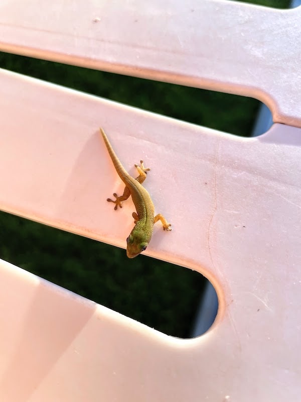 Closeup of a very smol gecko on a lawn chair.